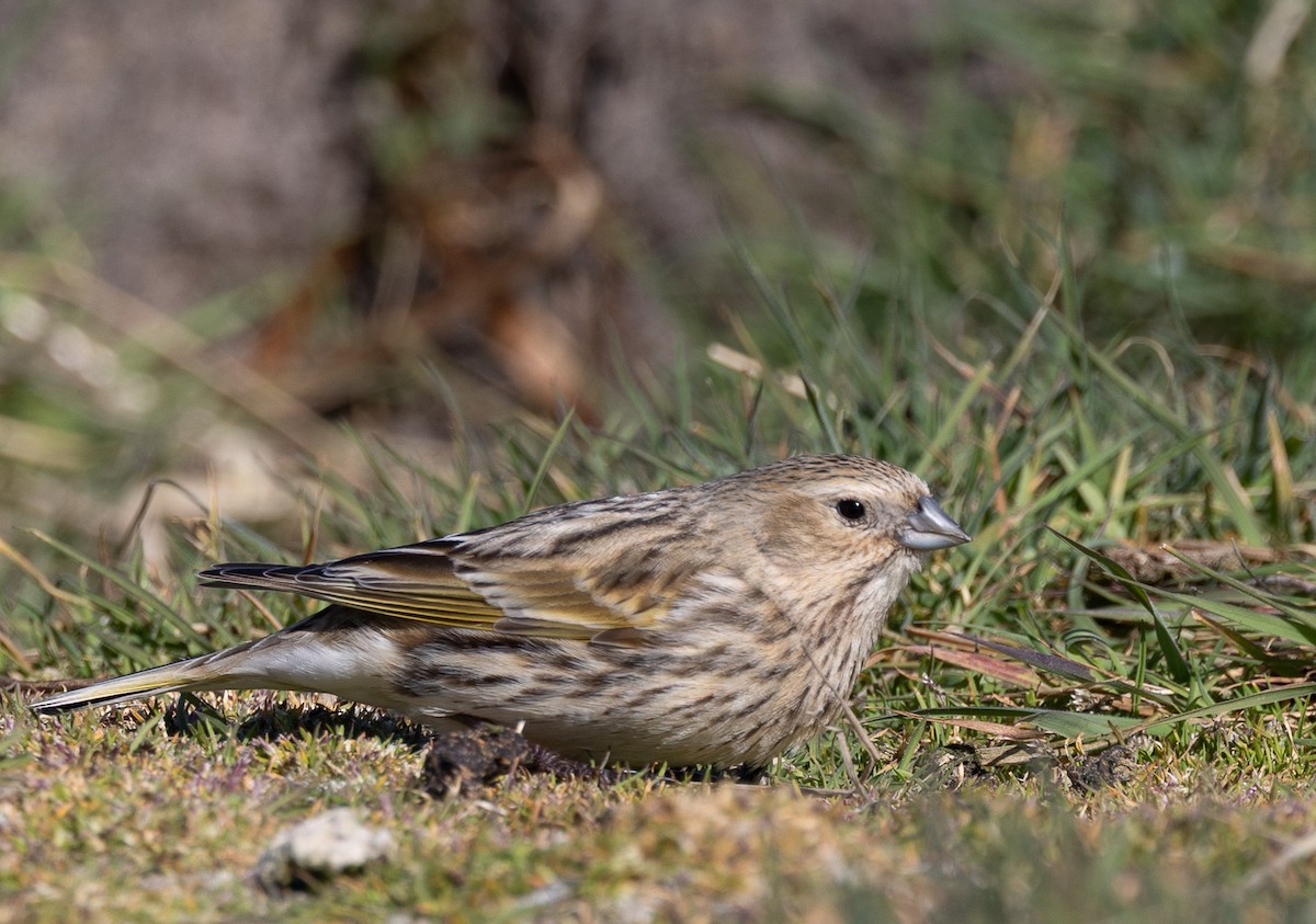 ノドグロシトド（melanodera） - ML646035129