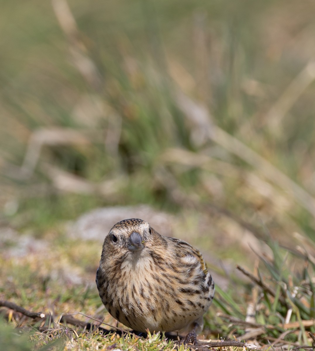 ノドグロシトド（melanodera） - ML646035130