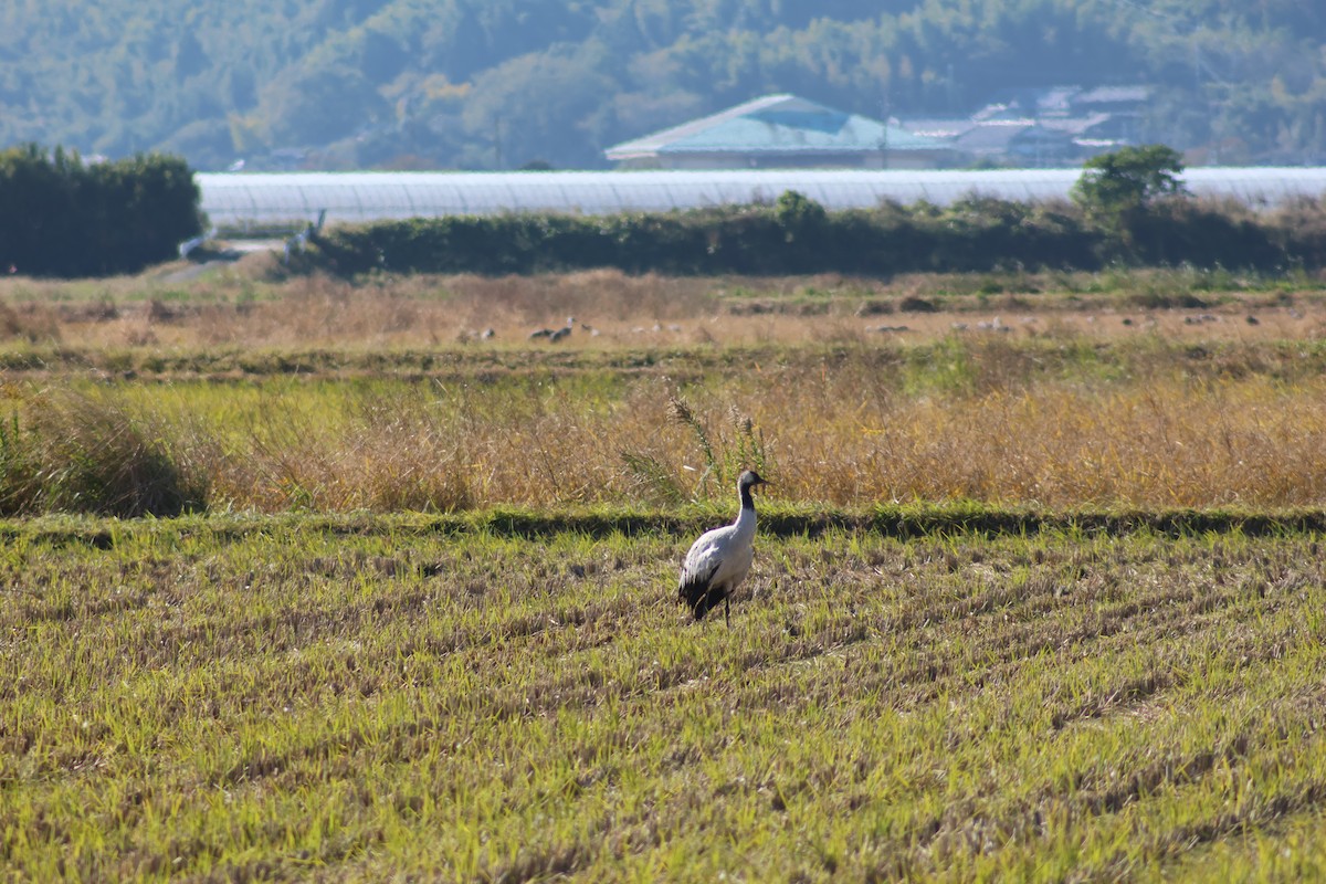 クロヅル - ML646035137