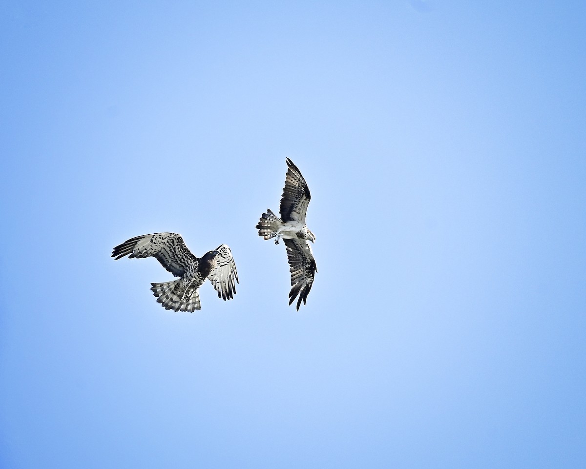 ミサゴ - ML646035138