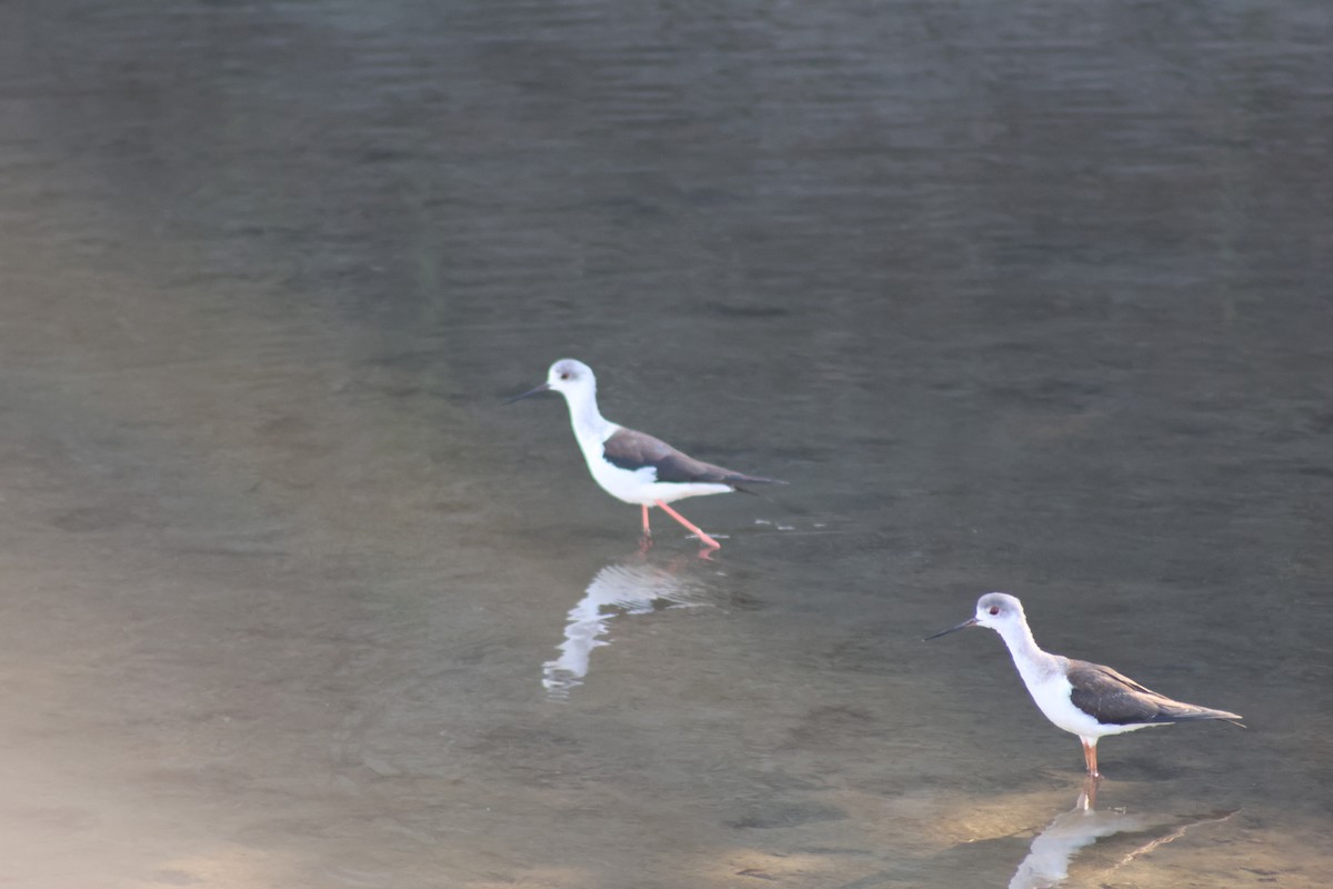 Black-winged Stilt - ML646035142