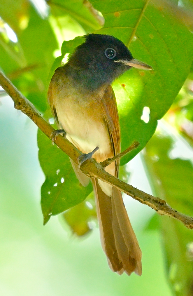 Black Paradise-Flycatcher - ML646035145
