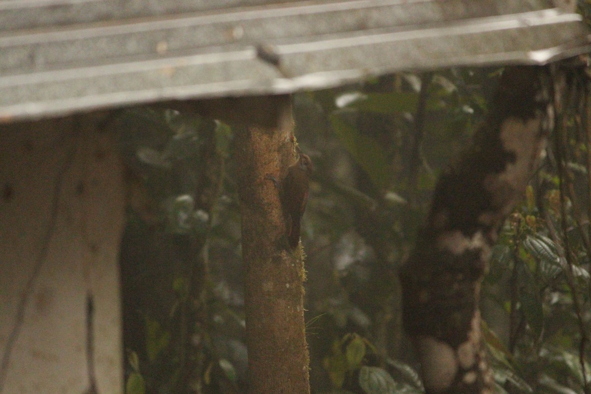 Plain-brown Woodcreeper (Plain-brown) - ML646035146
