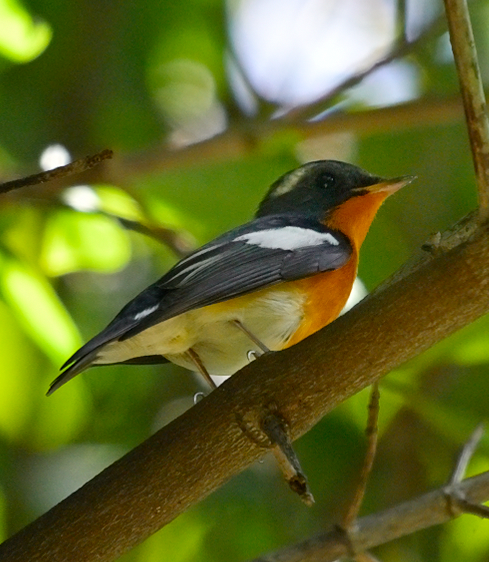 Mugimaki Flycatcher - ML646035148