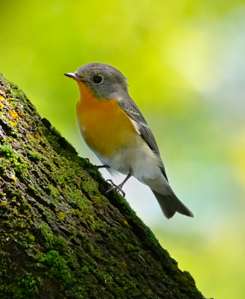 Mugimaki Flycatcher - ML646035149