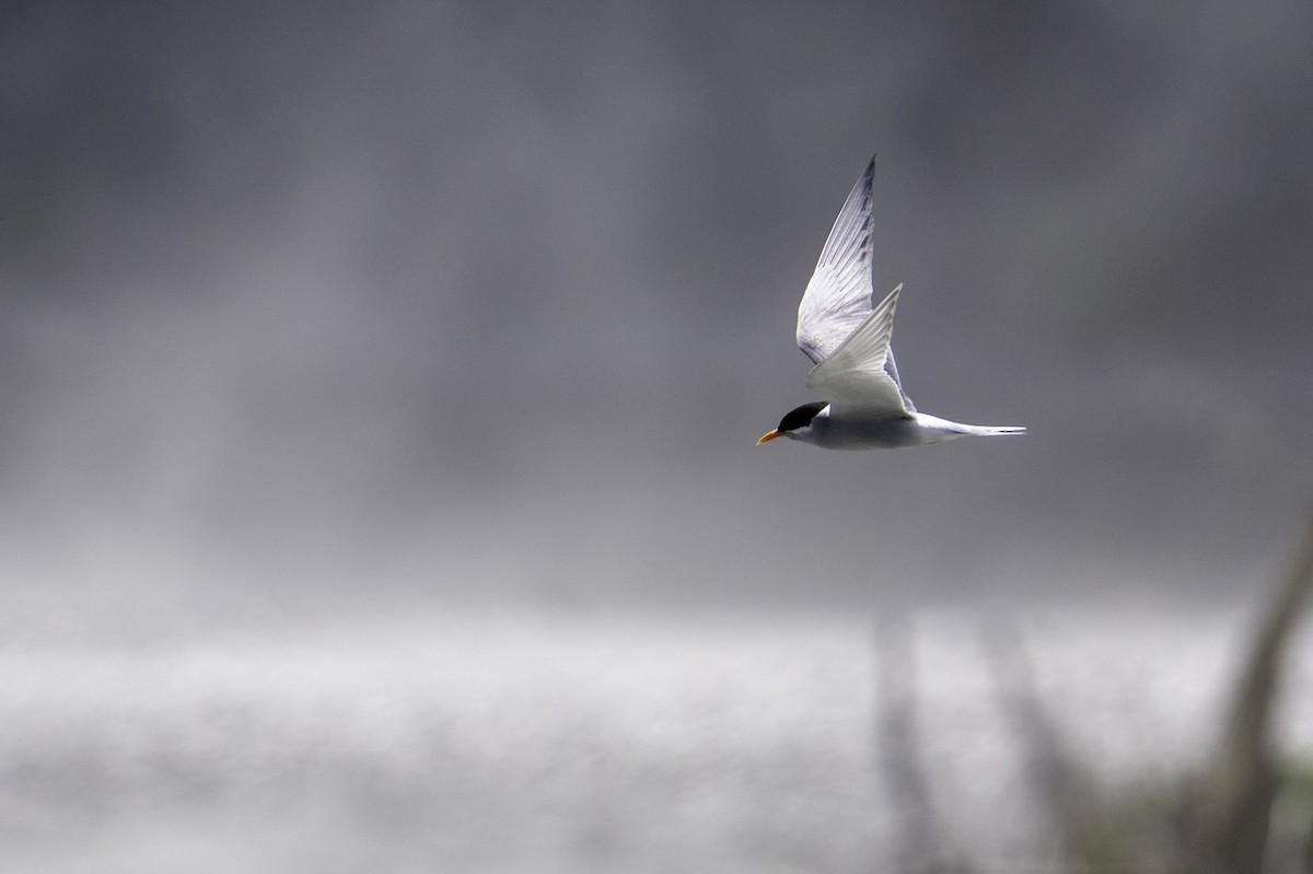 Black-fronted Tern - ML646035150