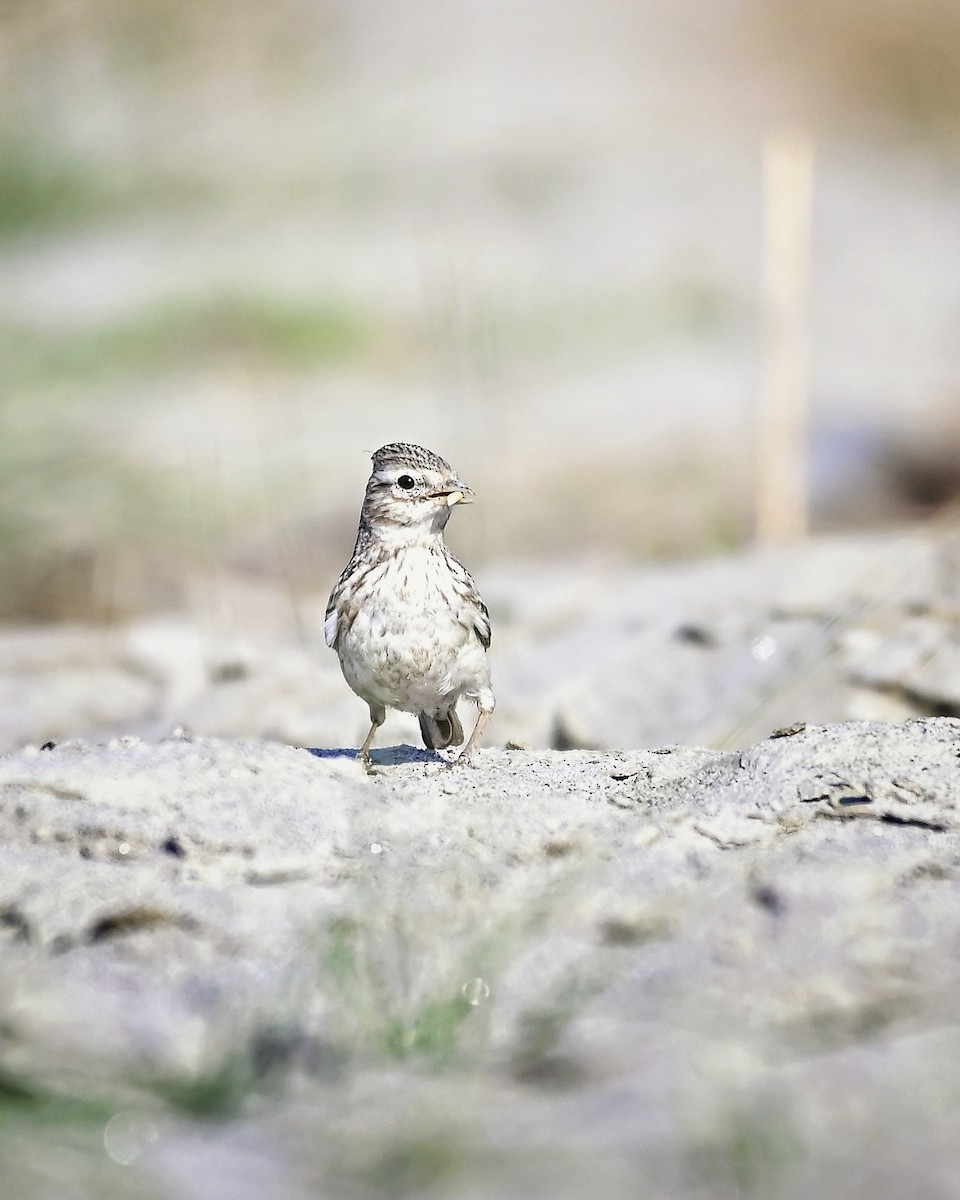 Sand Lark - ML646035151