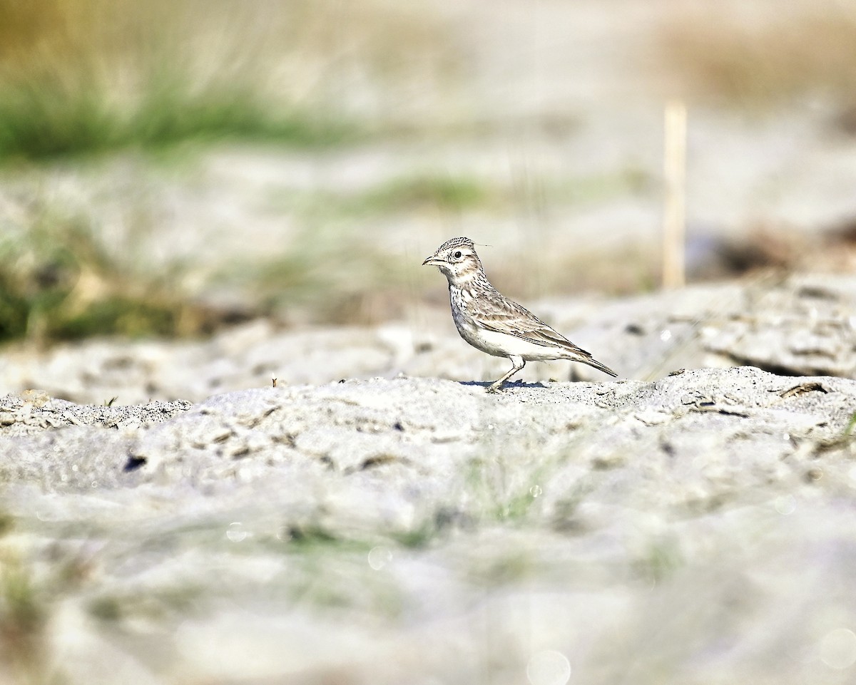 Sand Lark - ML646035152