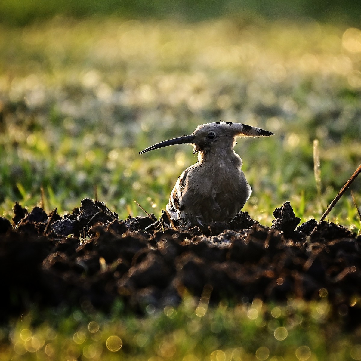 Common Hoopoe - ML646035153