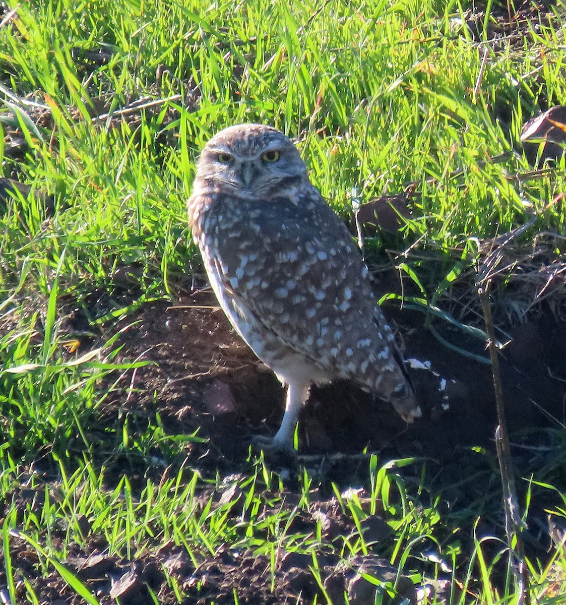 Burrowing Owl - ML646035154