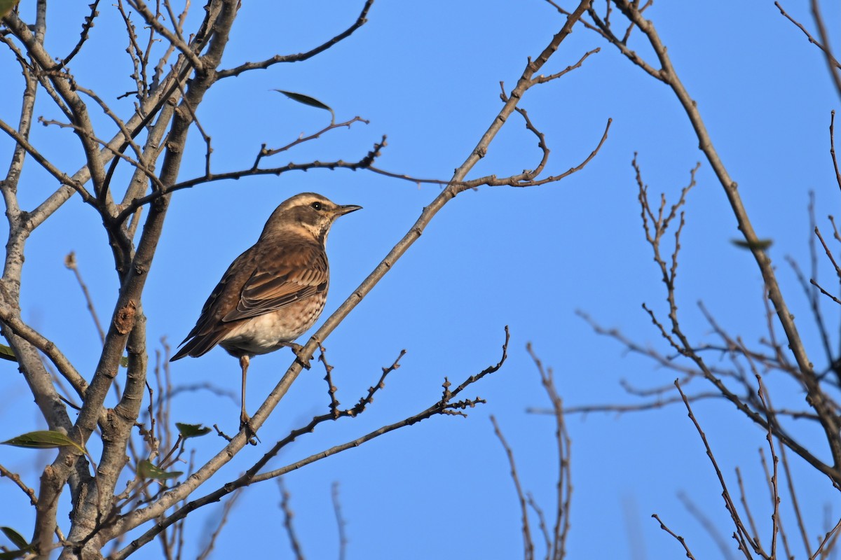Dusky Thrush - ML646035155