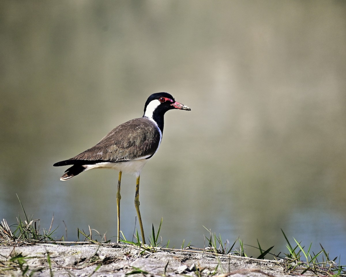 Red-wattled Lapwing - ML646035156