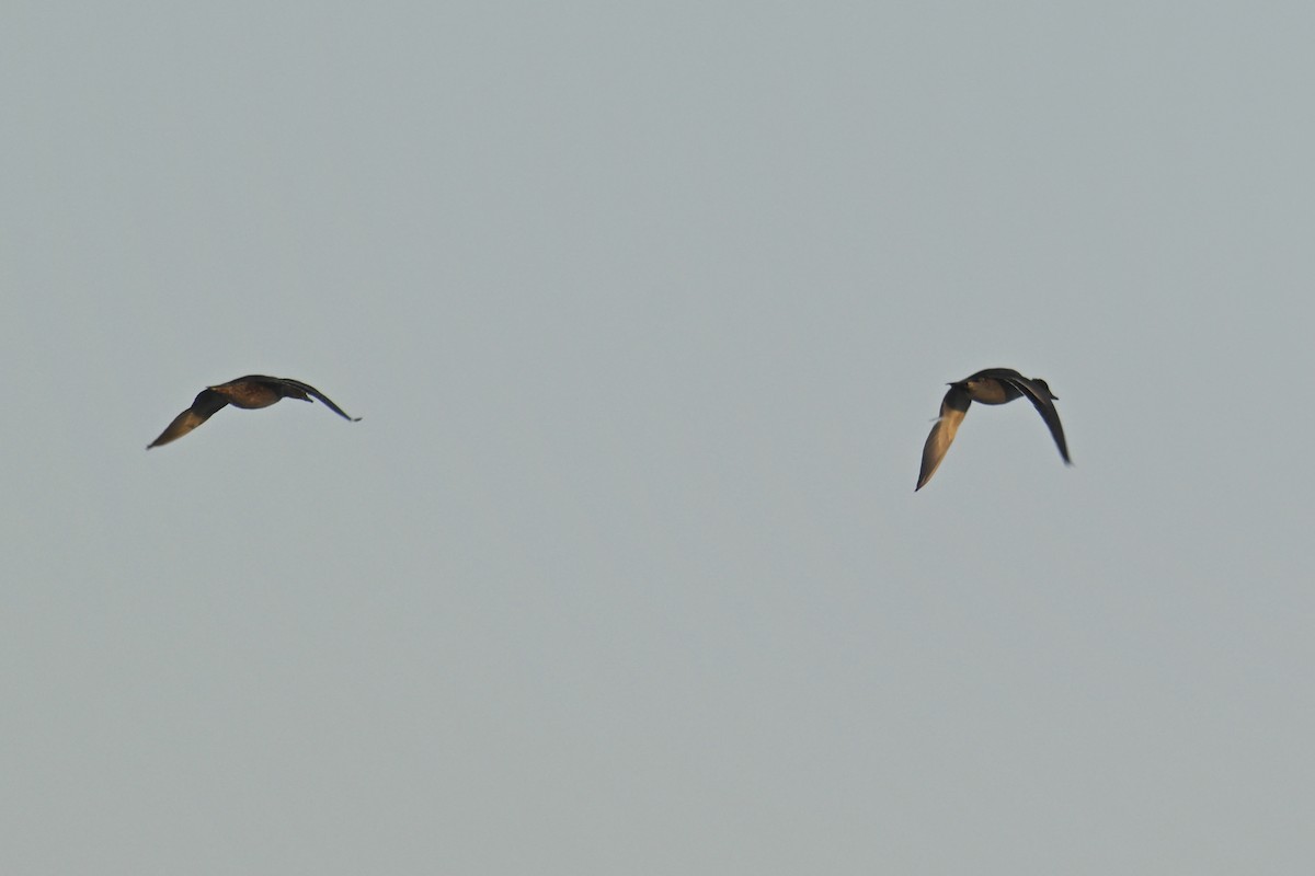 Falcated Duck - ML646035157
