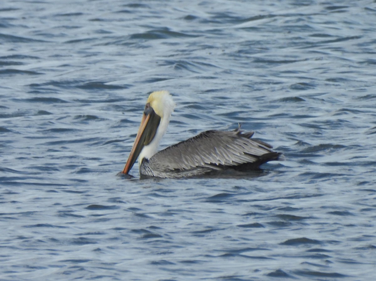 Brown Pelican - ML646035158
