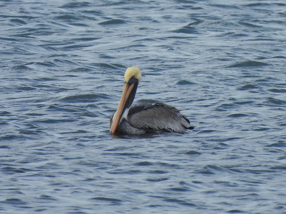 Brown Pelican - ML646035159
