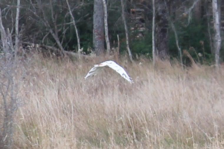 Red-tailed Hawk - ML646035160
