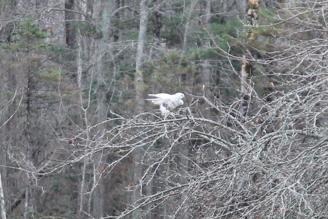 Red-tailed Hawk - ML646035161