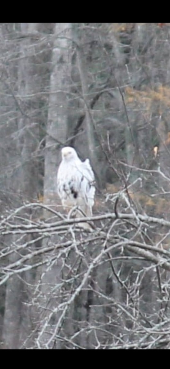 Red-tailed Hawk - ML646035162