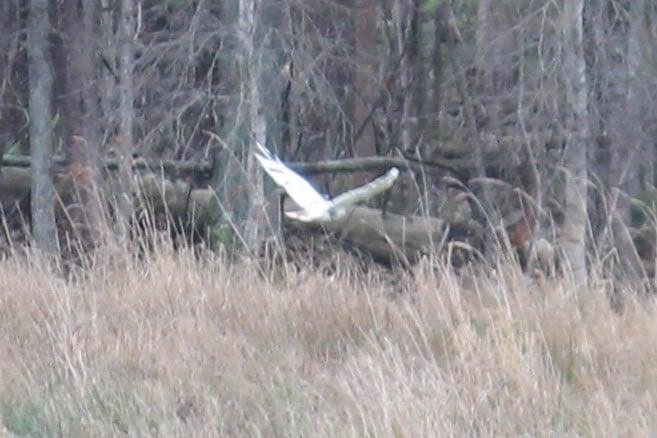 Red-tailed Hawk - ML646035163