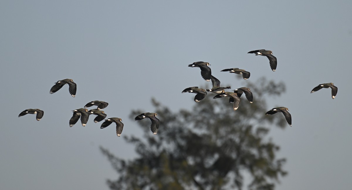 Northern Lapwing - ML646035165