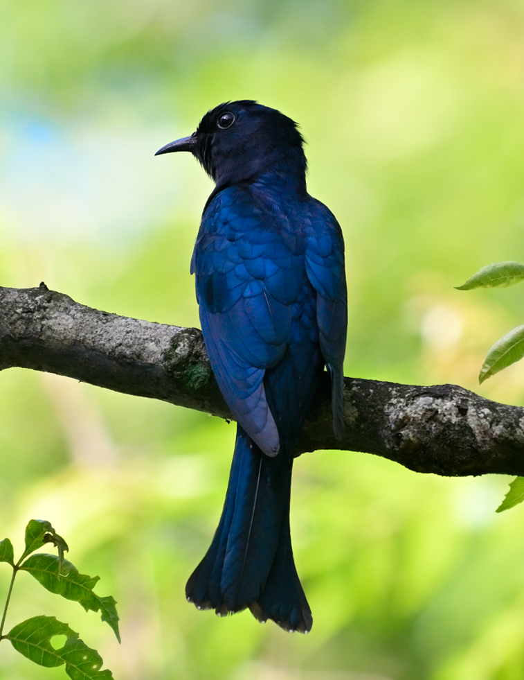 Square-tailed Drongo-Cuckoo - ML646035170