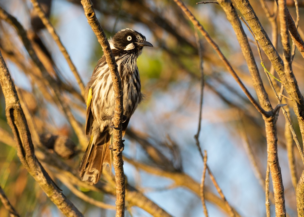 New Holland Honeyeater - ML646035173
