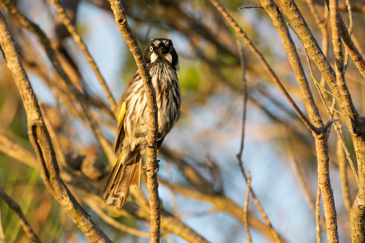 New Holland Honeyeater - ML646035174