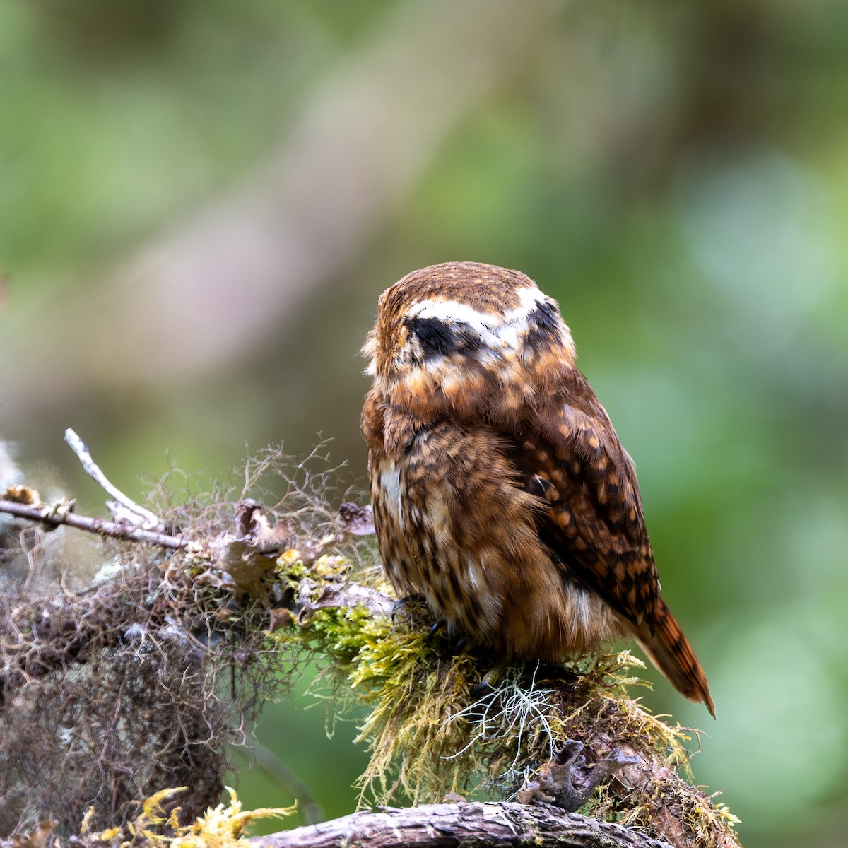 Yungas Pygmy-Owl - ML646035177