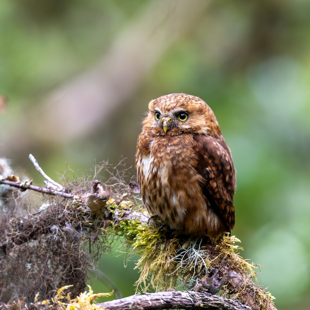 Yungas Pygmy-Owl - ML646035178