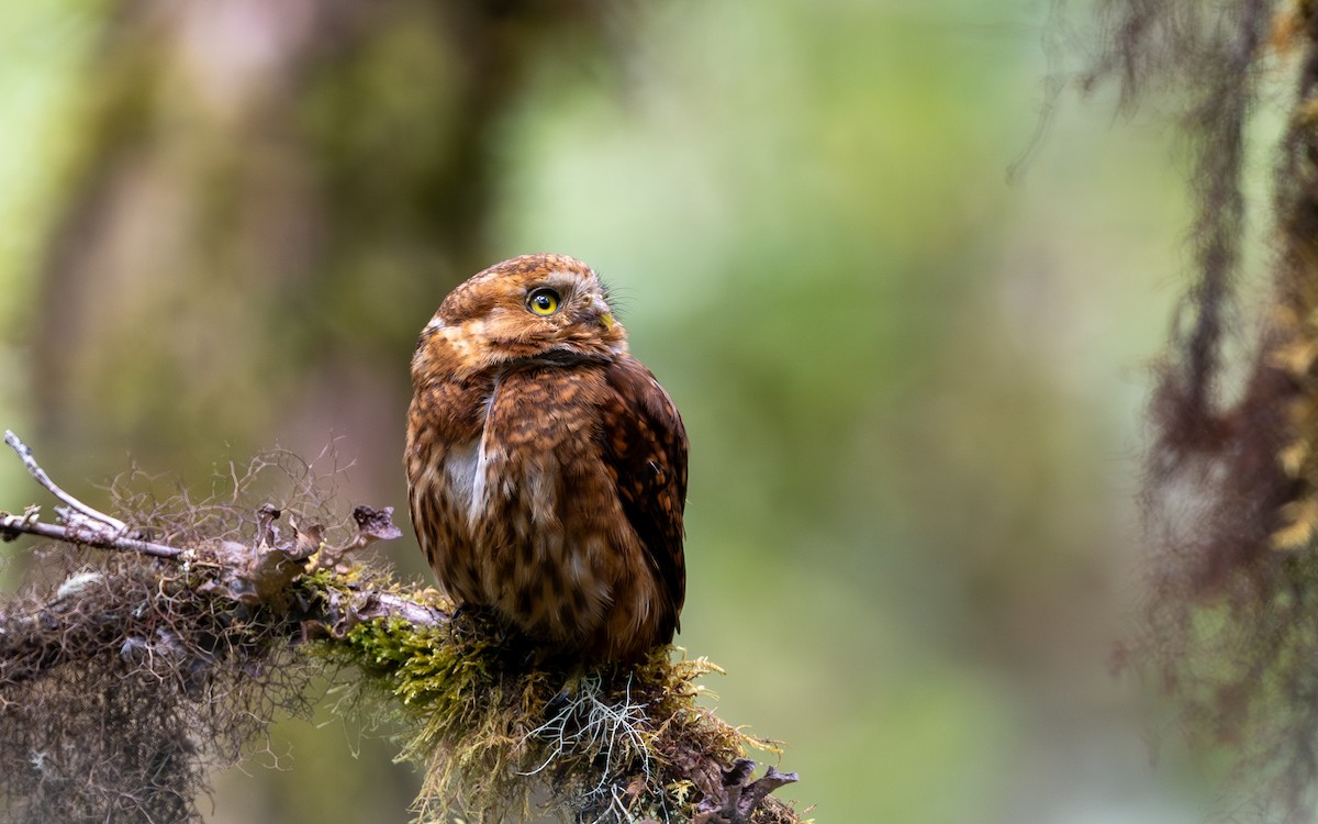 Yungas Pygmy-Owl - ML646035179