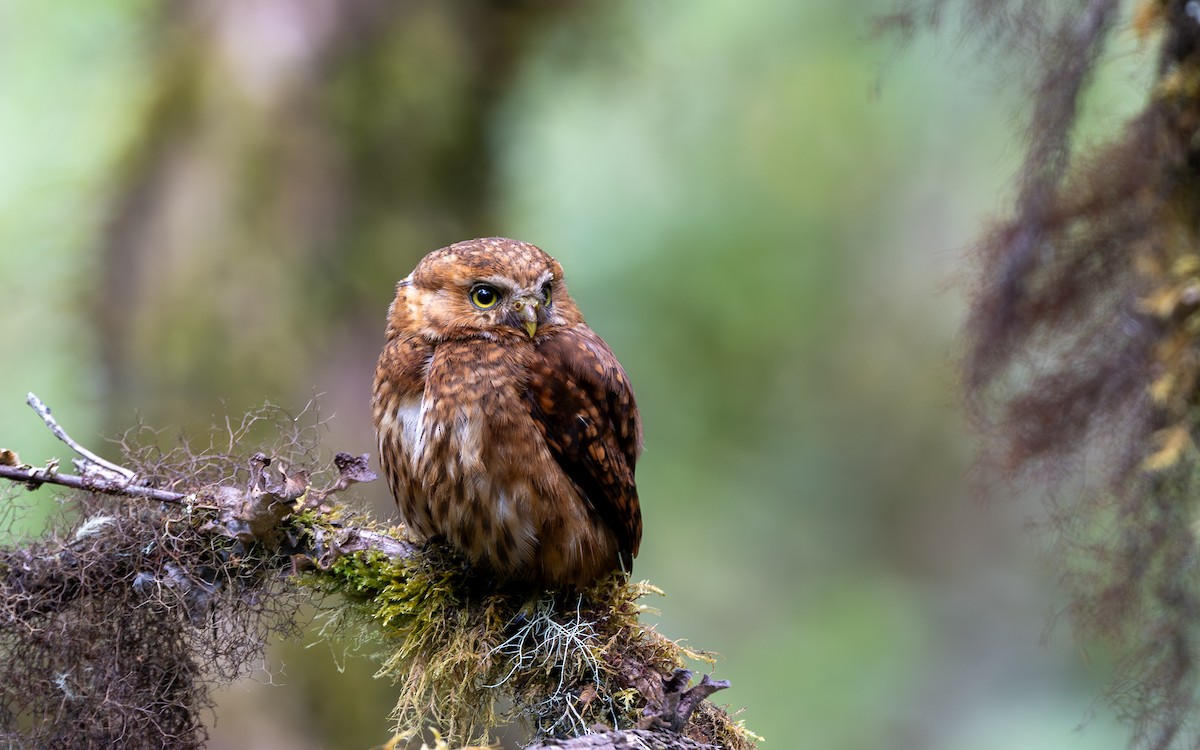 Yungas Pygmy-Owl - ML646035180