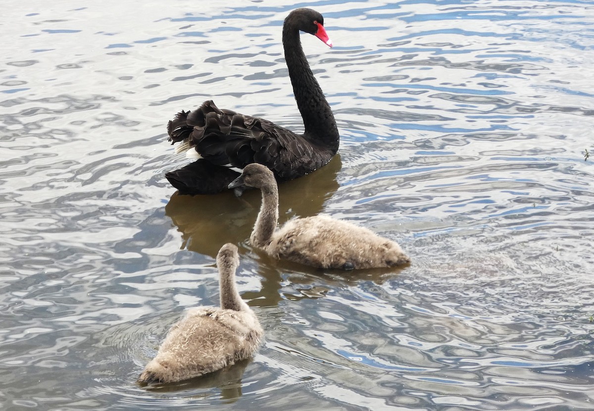 Black Swan - ML646035189