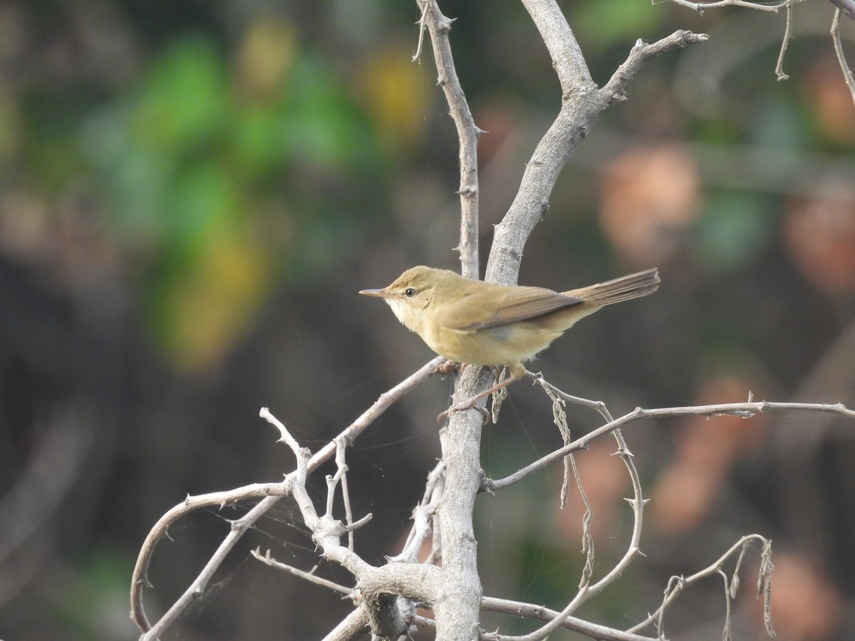 Greenish Warbler - ML646035190