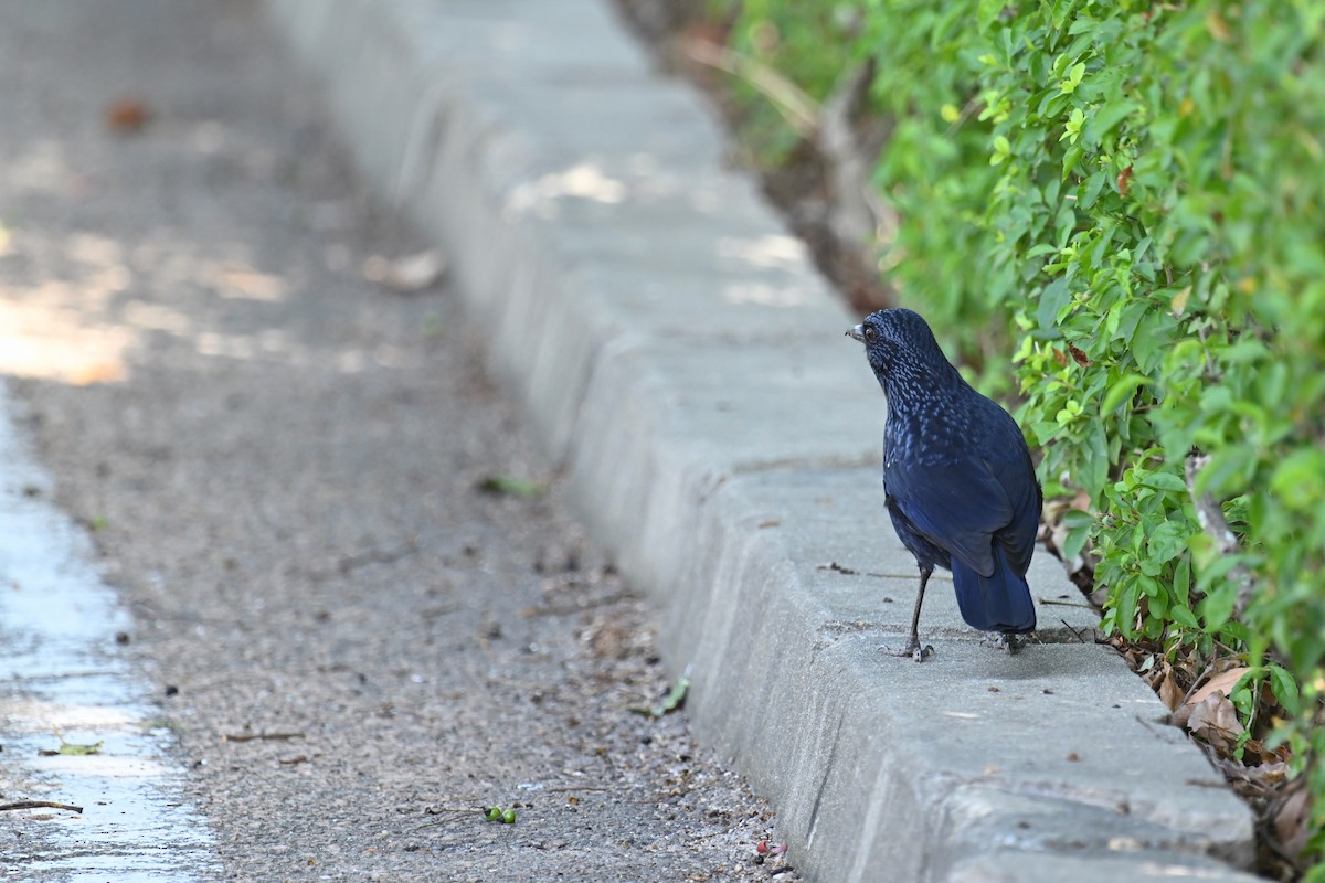 Blue Whistling-Thrush (Black-billed) - ML646035192