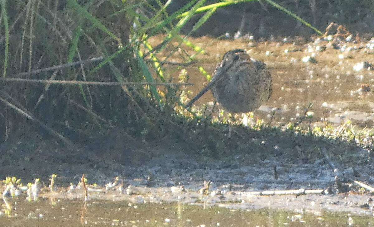 Latham's Snipe - ML646035193