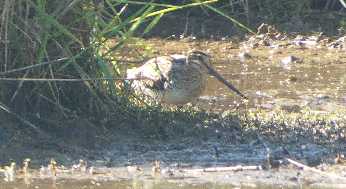 Latham's Snipe - ML646035194