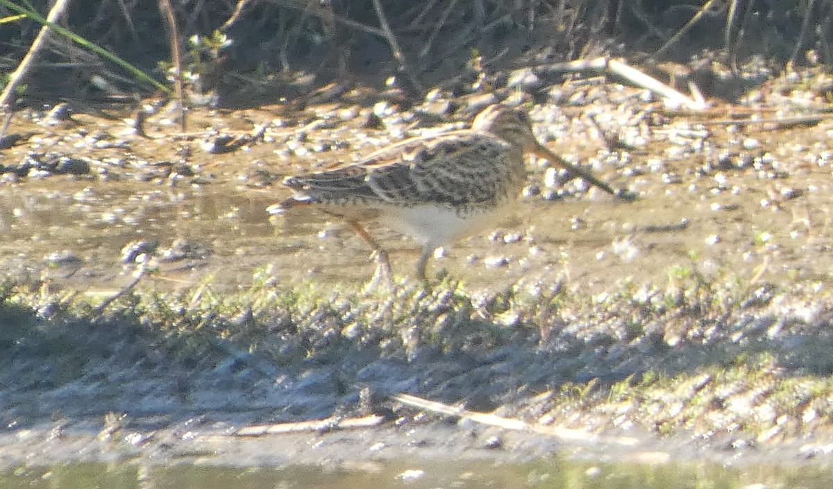 Latham's Snipe - ML646035195
