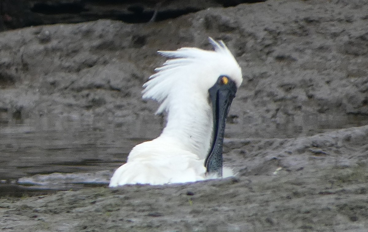 Royal Spoonbill - ML646035208