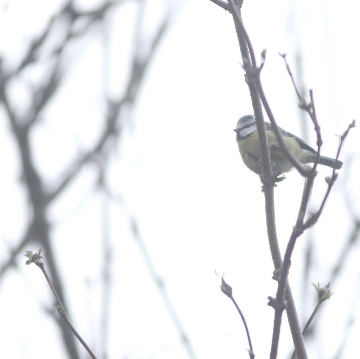 Eurasian Blue Tit - ML646035221