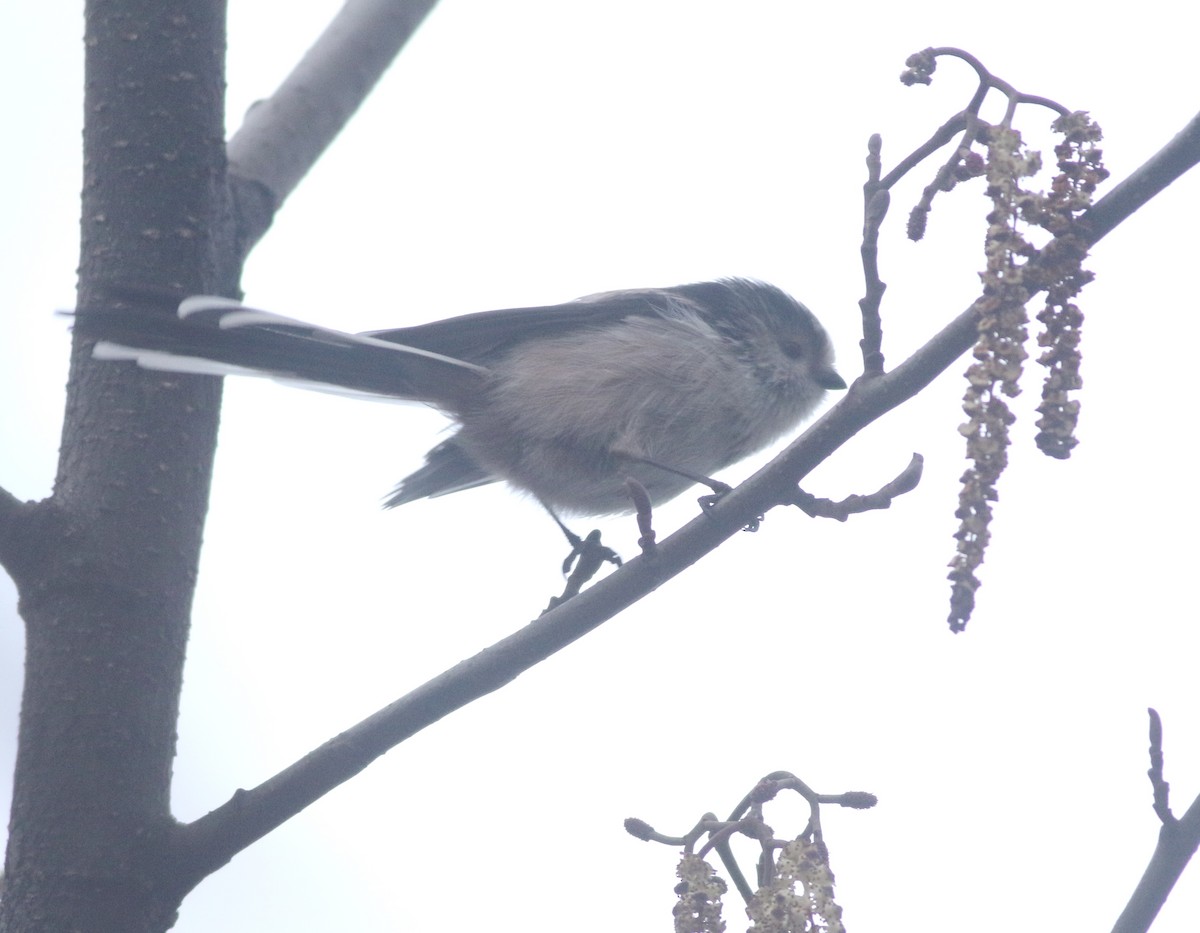 Long-tailed Tit - ML646035222