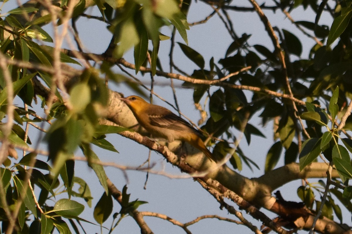 Bullock's Oriole - ML646035223