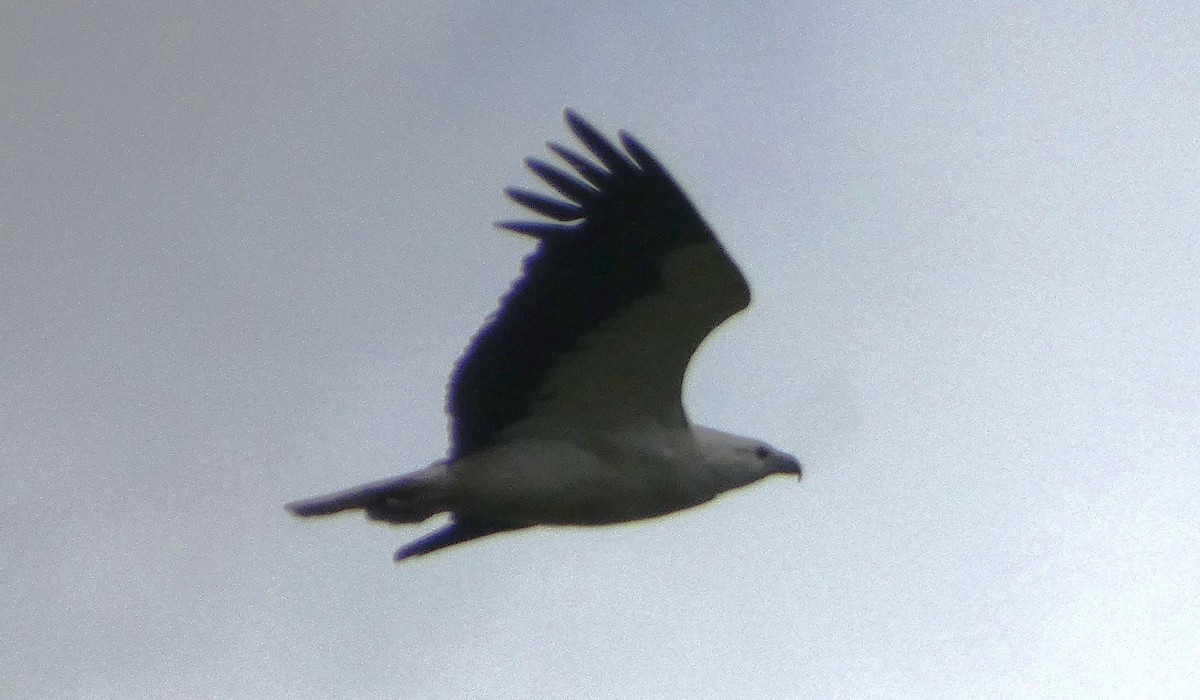 White-bellied Sea-Eagle - ML646035224