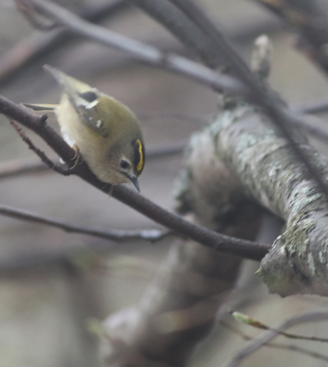 Goldcrest - ML646035225