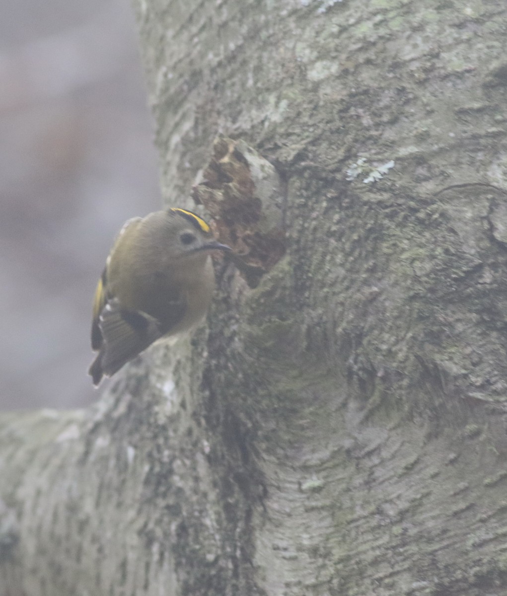 Goldcrest - ML646035226