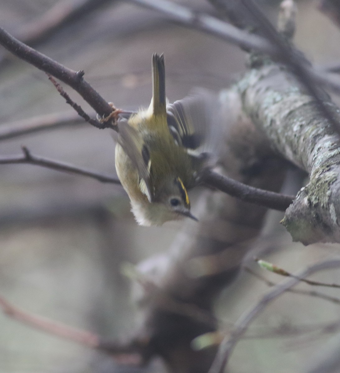 Goldcrest - ML646035227