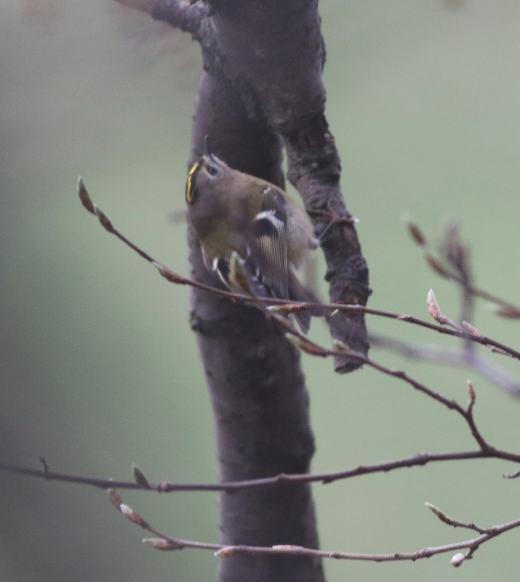 Goldcrest - ML646035228