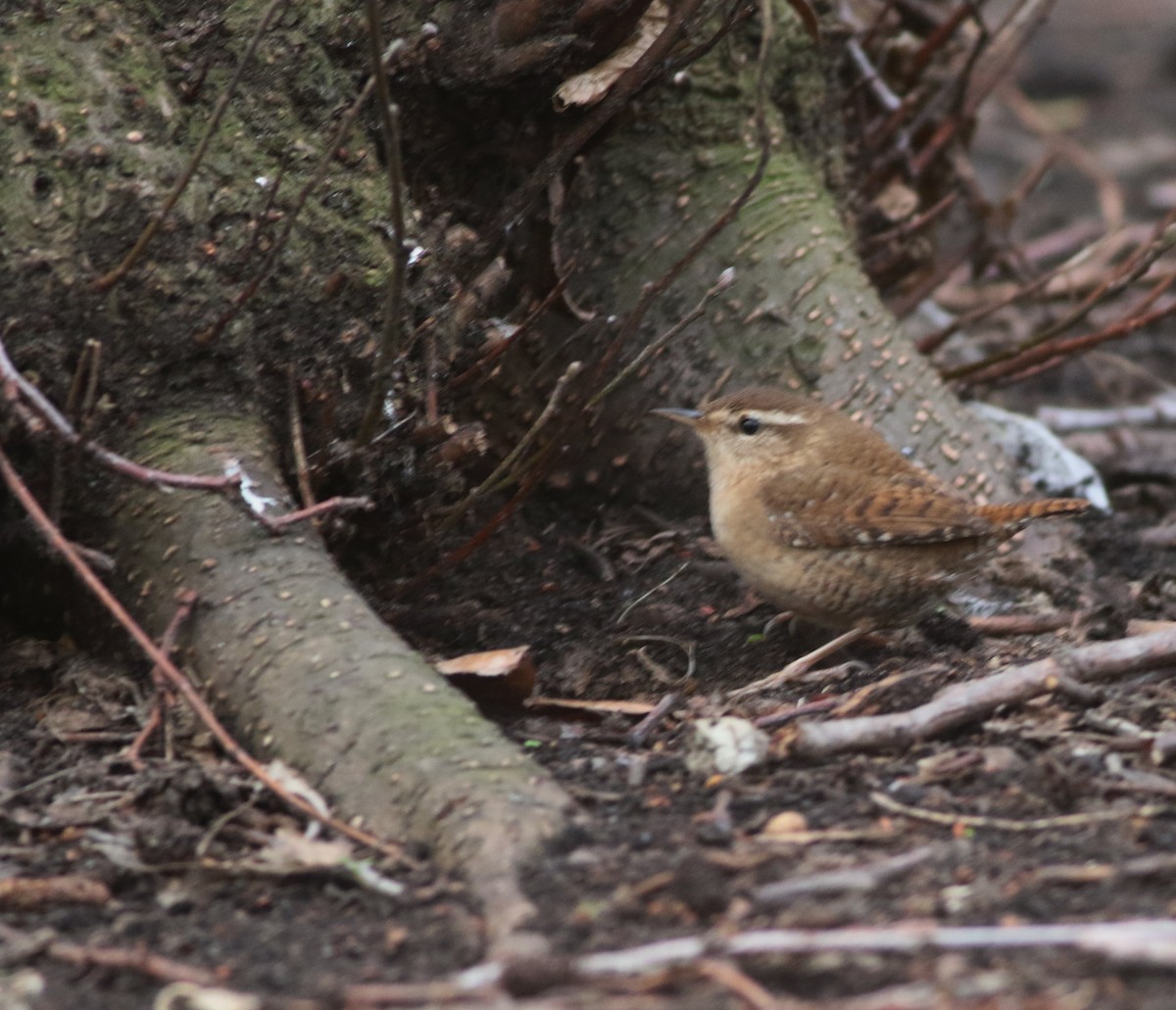 Eurasian Wren - ML646035229