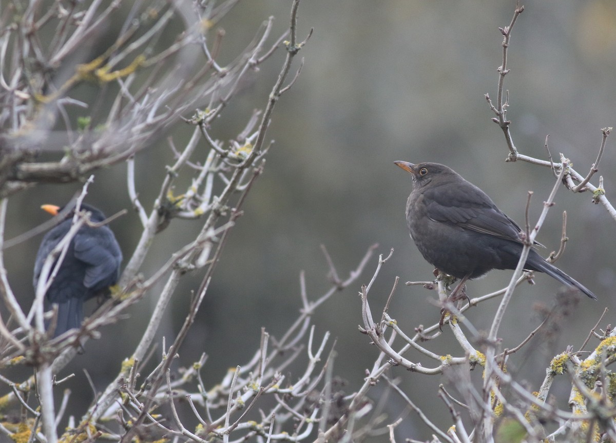 Eurasian Blackbird - ML646035230