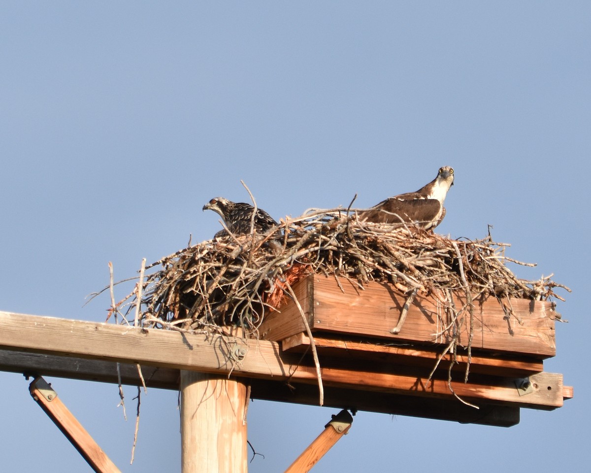 Osprey - ML646035231