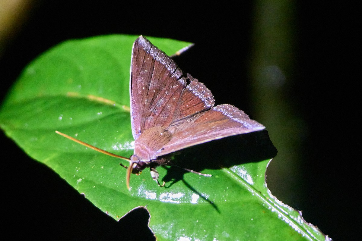 Butterflies and Moths - ML646035232